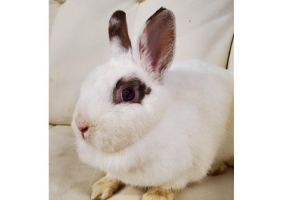 The Bunny Bunch | A Non Profit, No Kill Rabbit Rescue and Education ...