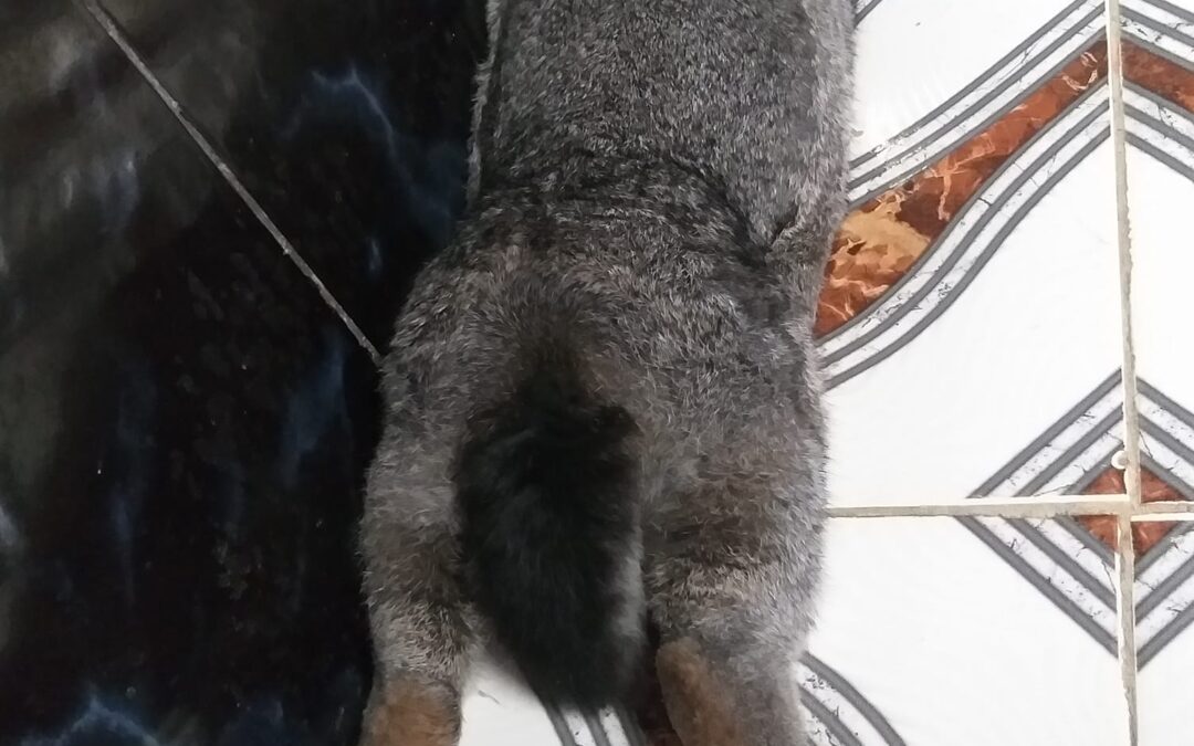 October’s Final Fluff Butt Friday!!
