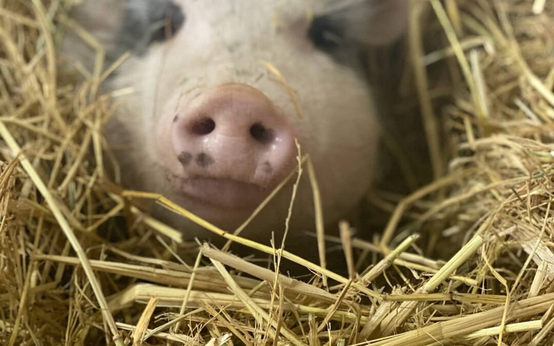 The Story of Rose the Pregnant Pig