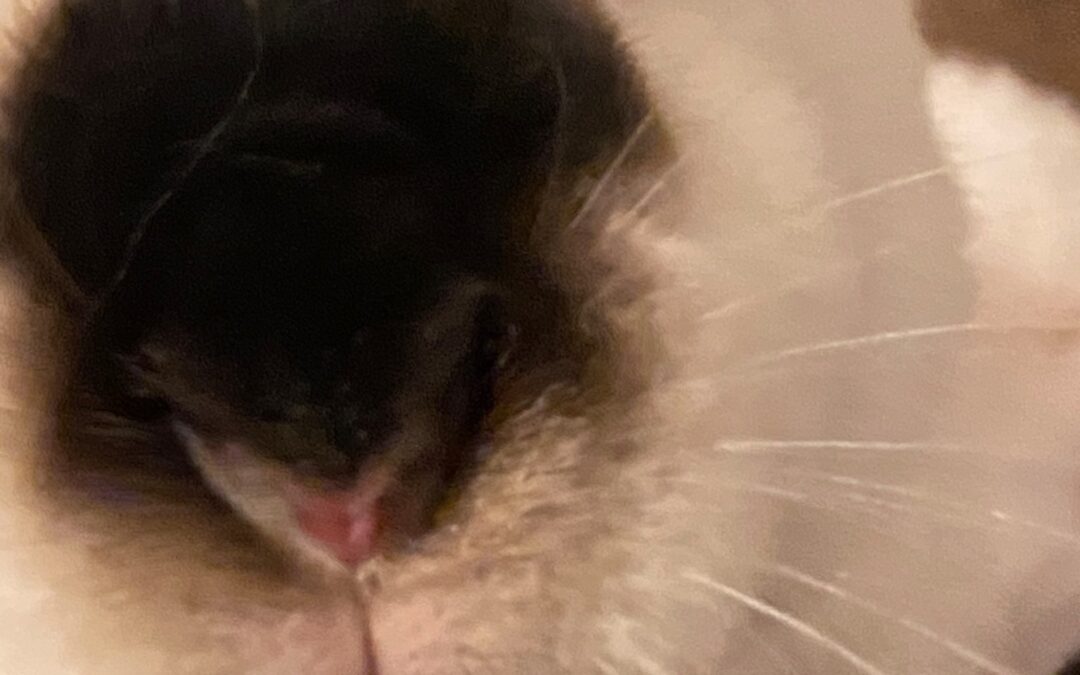 What a Wonderful Whisker Wednesday!