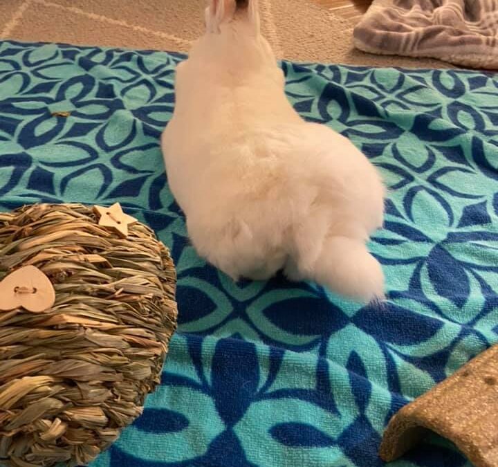 FLUFF, FLUFF, HOORAY! HAPPY FLUFF BUTT FRIDAY!