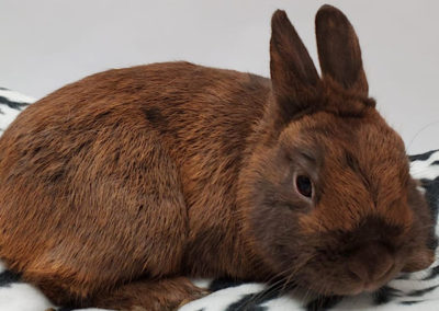 The Bunny Bunch | A Non Profit, No Kill Rabbit Rescue and Education ...