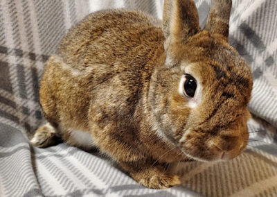 The Bunny Bunch | A Non Profit, No Kill Rabbit Rescue and Education ...