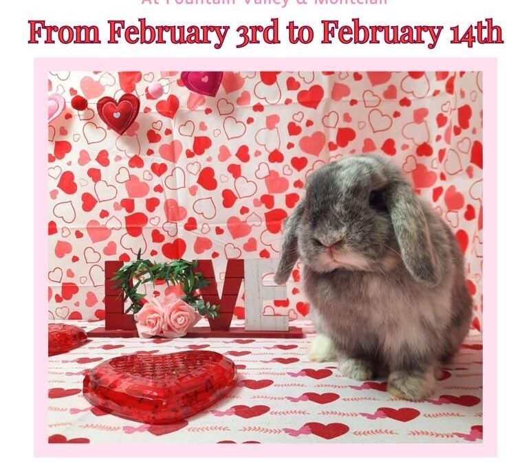 Valentine’s Day Photo Shoot – EXTENDED dates!