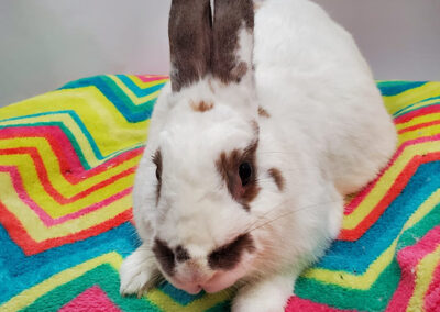 The Bunny Bunch | A Non Profit, No Kill Rabbit Rescue and Education ...