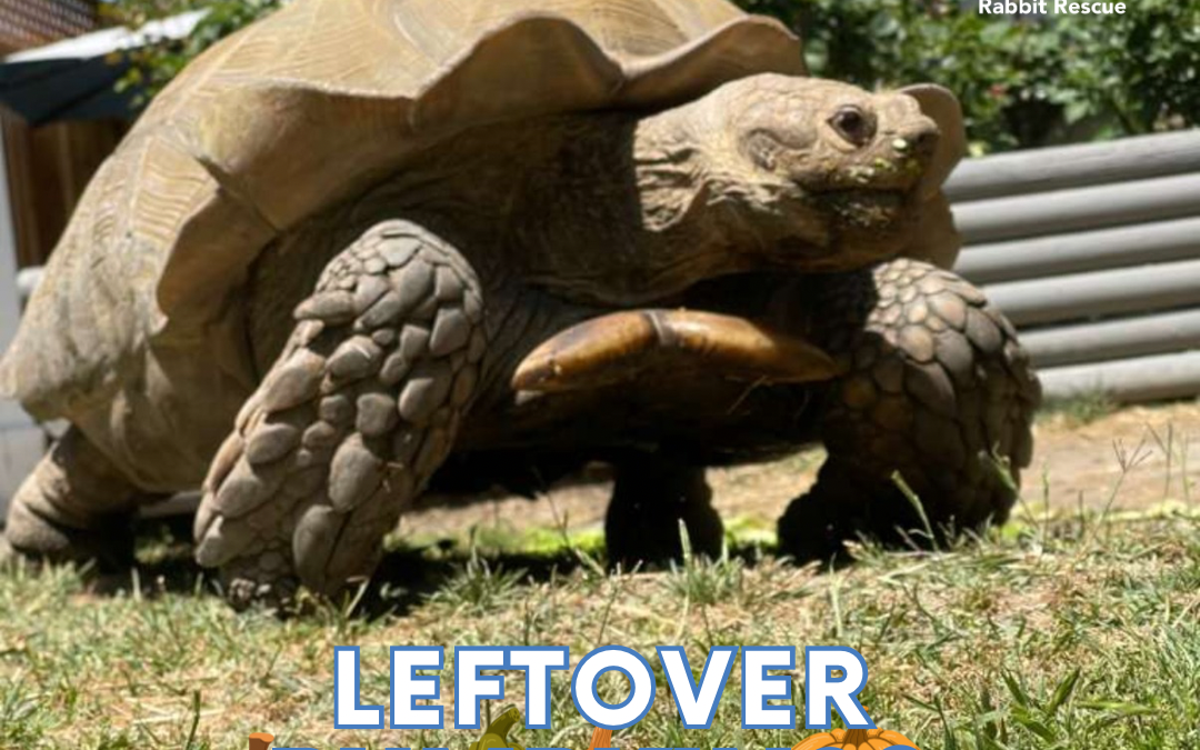 🎃 What to do with leftover pumpkins? 🎃