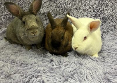 Aspen & Dailynn & Toast