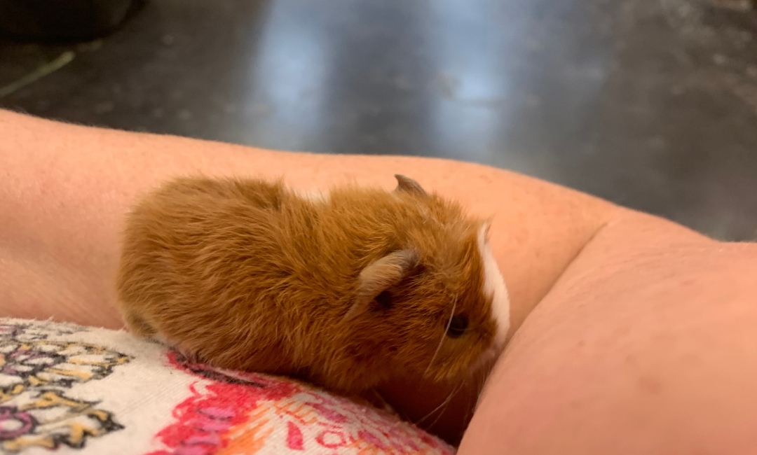 Teeny Tiny Little Edward