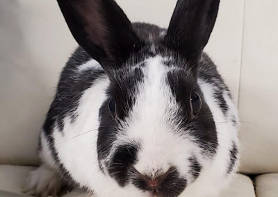 The Bunny Bunch | A Non Profit, No Kill Rabbit Rescue and Education ...