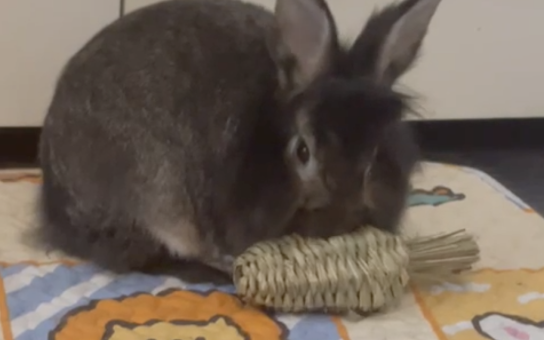 Why do rabbits need chews?