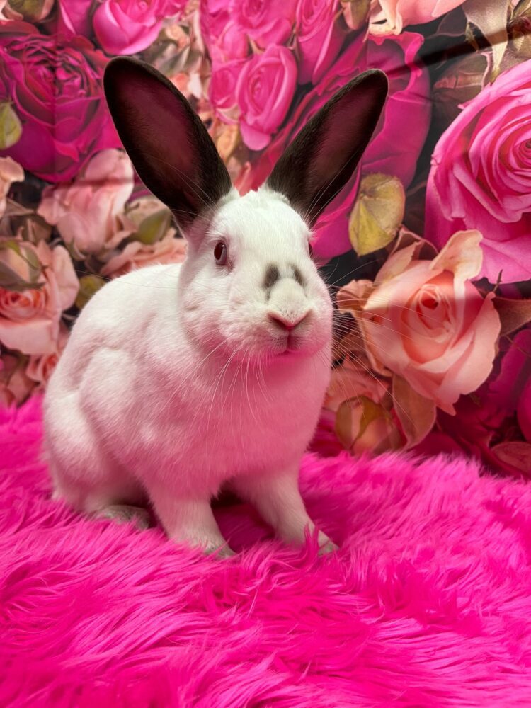 Cutie Pie The Bunny Bunch