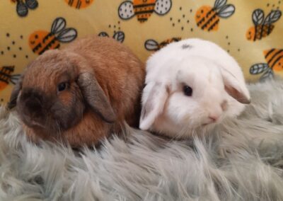 Caramel & Snowball