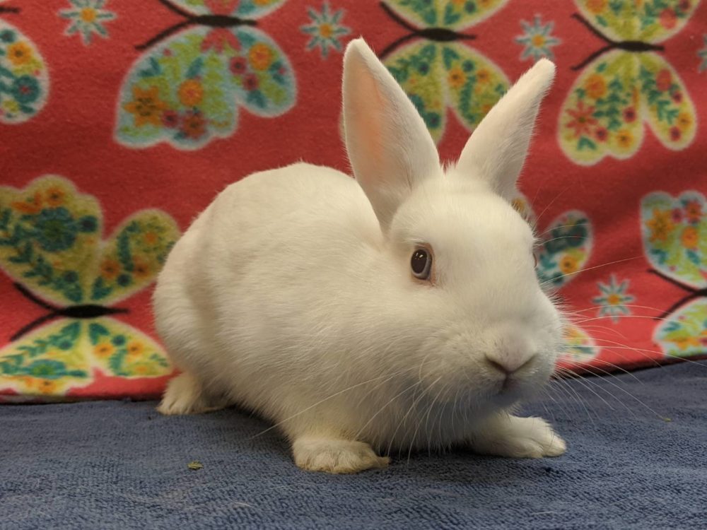 Chloe Bunny