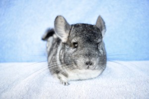 Violet-Female