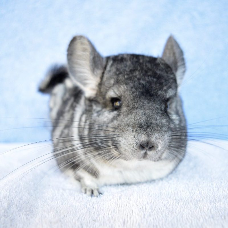 Adopt a Chinchilla The Bunny Bunch