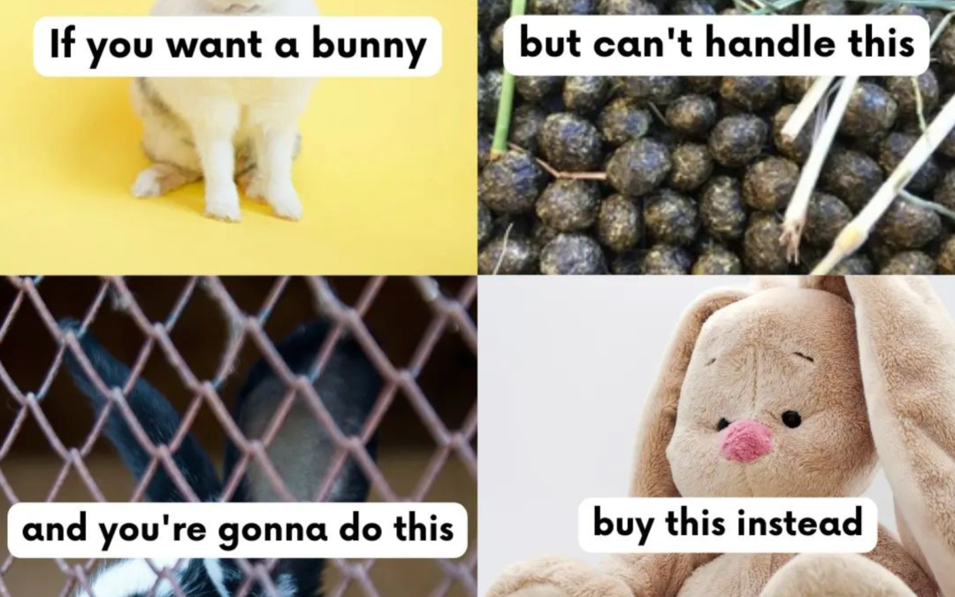 Don’t buy rabbits for Easter.