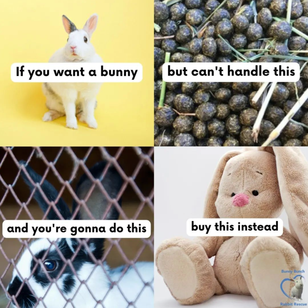 Don't buy rabbits for Easter. The Bunny Bunch