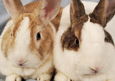 The Bunny Bunch | A Non Profit, No Kill Rabbit Rescue and Education ...