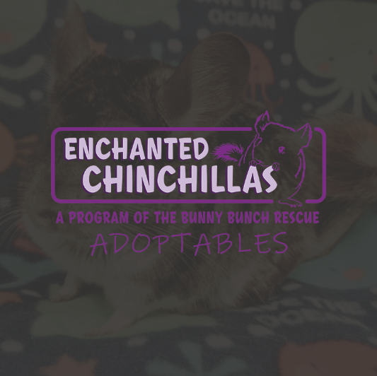 Cutie Chinnies ready to be adopted!
