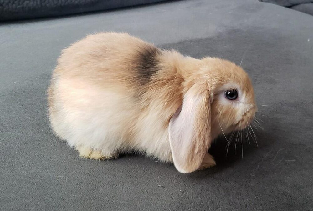 Flapjack The Bunny Bunch