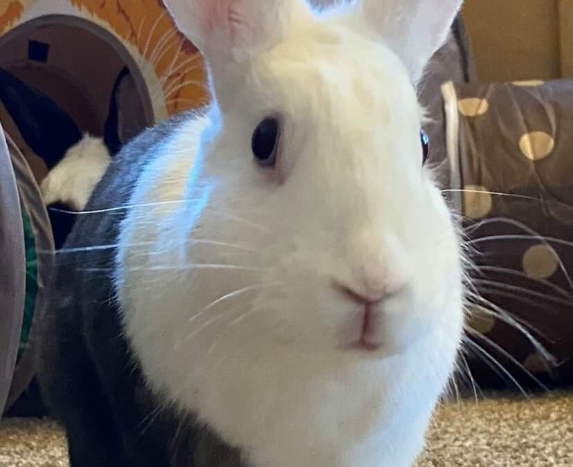 Ready for this week’s Whisker Wednesday?!