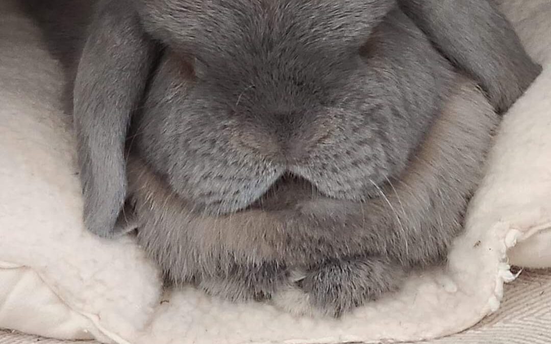 Hoppy Whisker Wednesday!