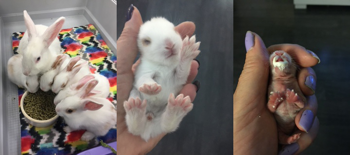 Bunny babies