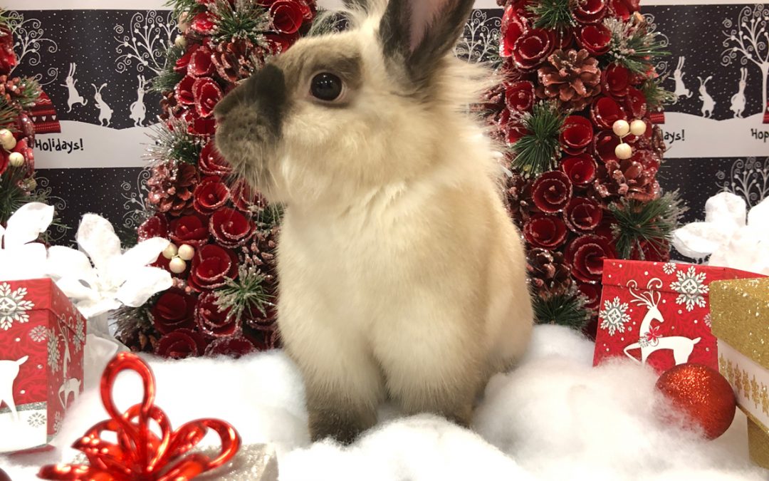 Holiday Photos this weekend Bunny Bunch Fountain Valley.