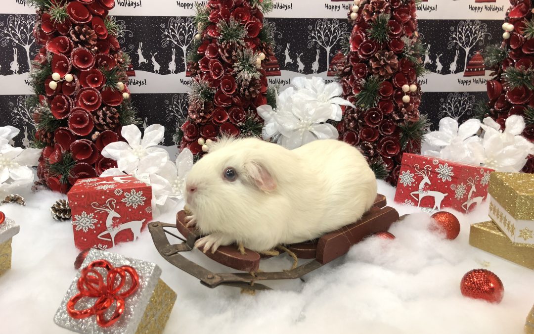 Holiday Photos & Hoppy Hour this weekend