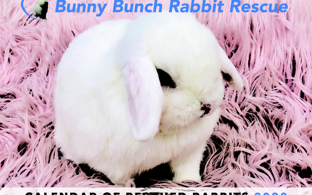 2020 calendar of rescued rabbits is available