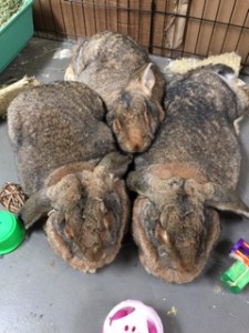 This trio of Flemish Lop mixes are looking for a home. If you want sweet, friendly big rabbits running through you house then they are the buns for you. Lola, Lenny and Lambsy are two brothers and a sister. They were found on a hillside as babies in Van Nuys three years ago. Because of their sweet friendly nature, we decided to keep them as our education rabbits and take them to events with us. They did a super job and everyone was in awe when they met them. Now it's time for the to have a home of their own. They will need run of a large area in your home, or their own room. If you are interested in adopting please call or text Caroline (909) 631-9552, email caroline@www.bunnybunch.org 