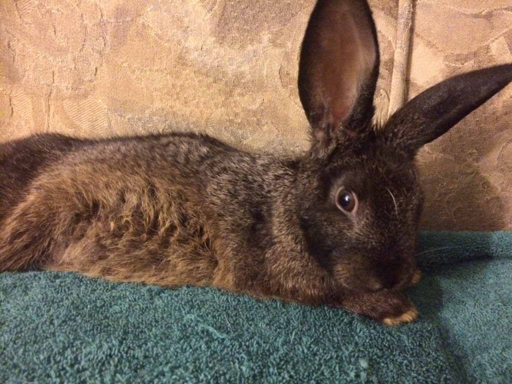 IMG_1946 The Bunny Bunch