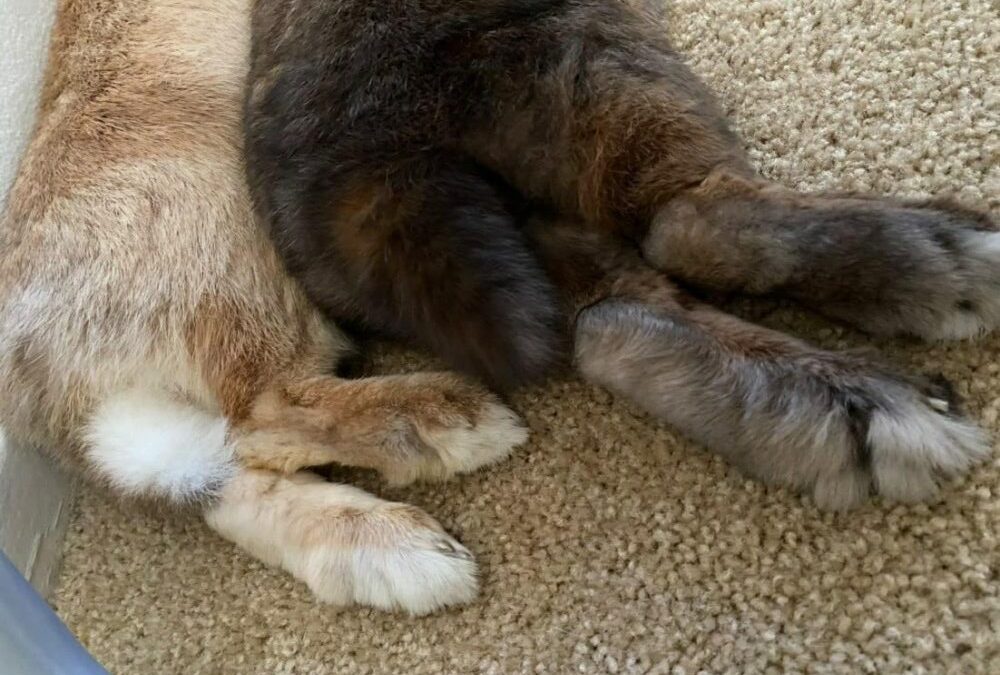 TGI…FBF – FLUFF BUTT FRIDAY!