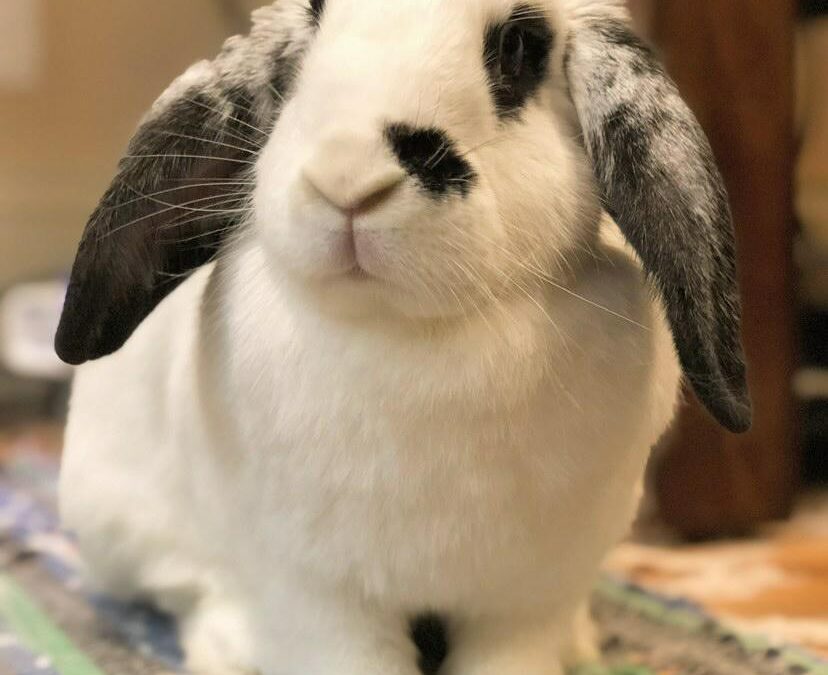 Whisker Wednesday Winner!!