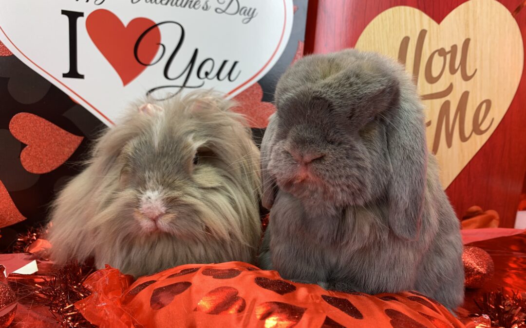 Does your Bunny have a Honey?