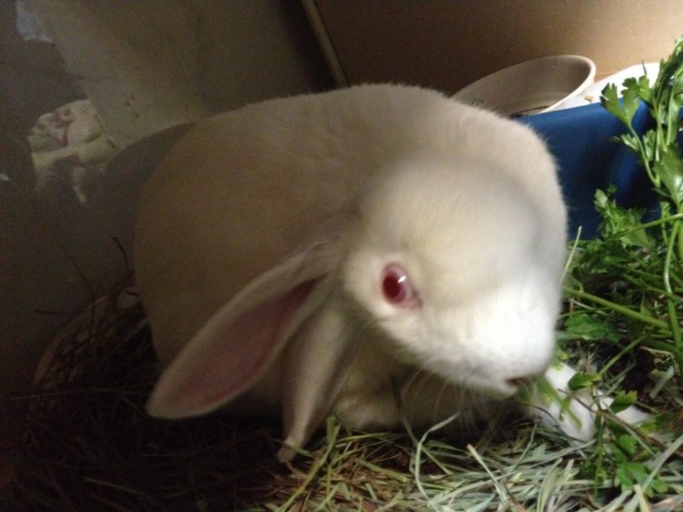 HeadTilt Rabbits The Bunny Bunch