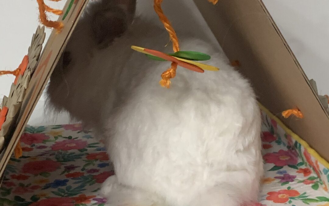 It’s that time – Fluff Butt Friday!