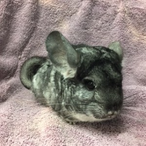 Princess is a active, lovely girl. She loves healthy treats, and will sit on your shoulder. 
