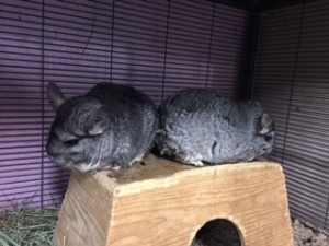 Rosie and Posie are a bonded pair of girls, which means they need to find a home together. They are available for adoption in June.