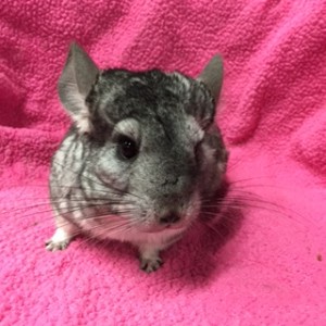 Candy loves attention. She would love find another female chin to live with. 