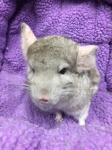 Meet Charlie Chin! This little rascal will win your heart over in a second! (MC)