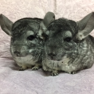 Astro & Bugsy - Males