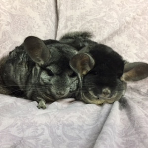 Bandit and Max