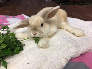 Meet Angel Bunny, Peaches.