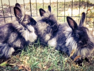 Meet Eclipse, Solar and Moon Beam
