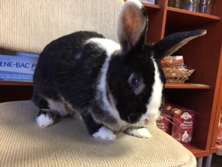 Give your bunny a great grooming!