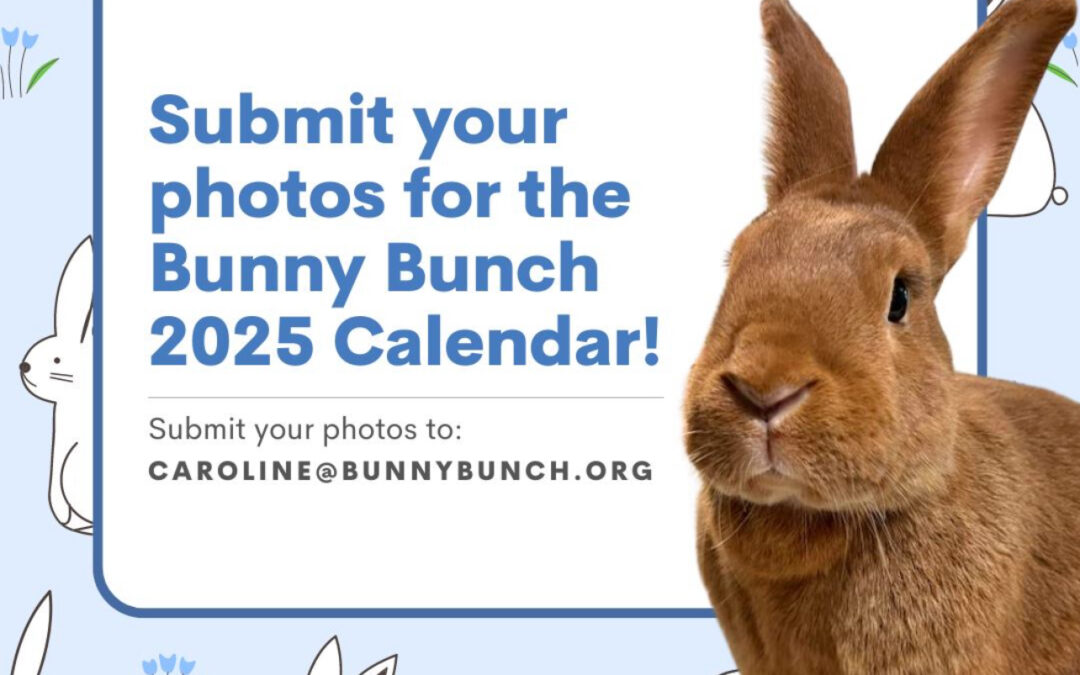 Calling all Bunny Bunch Rabbit Rescue Adopters!