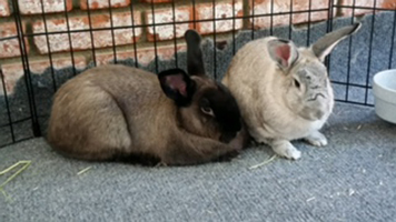 Meet Brittany & Bella