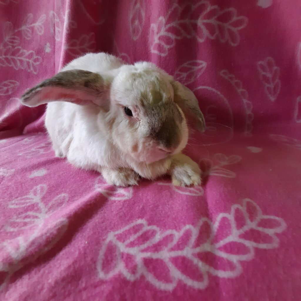 Journey The Bunny Bunch