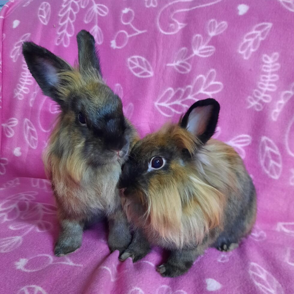 Kit Kat & Miss Fluffington The Bunny Bunch